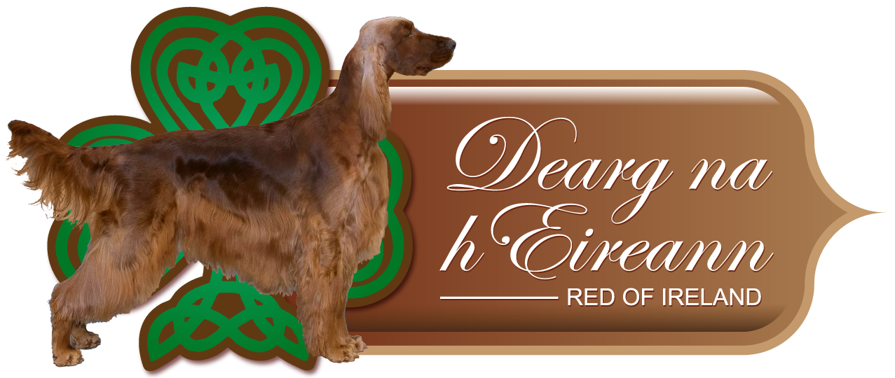 Irish Setter Breeder